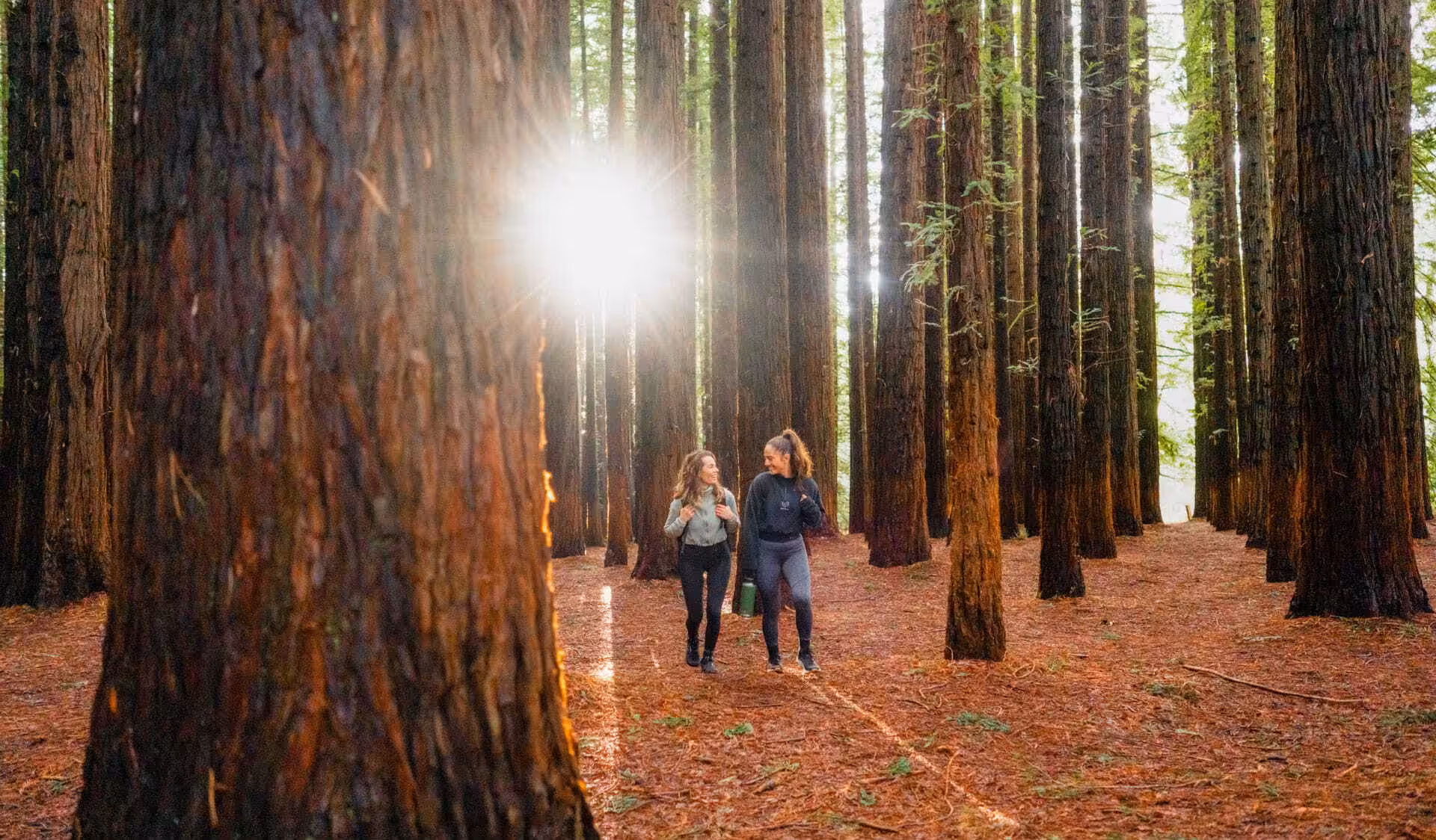 Redwood Forest, Warburton