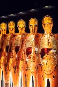 Body Worlds Exhibition Opens in Melbourne