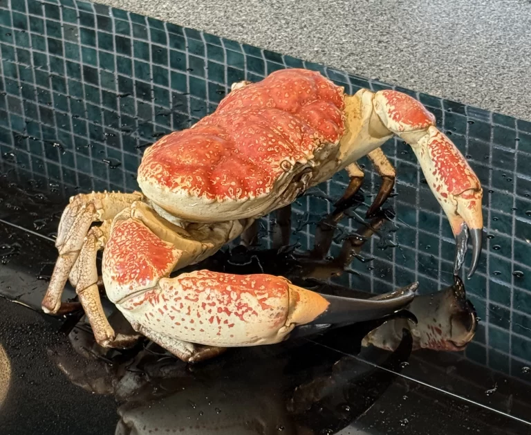 Olala Seafood by Muli