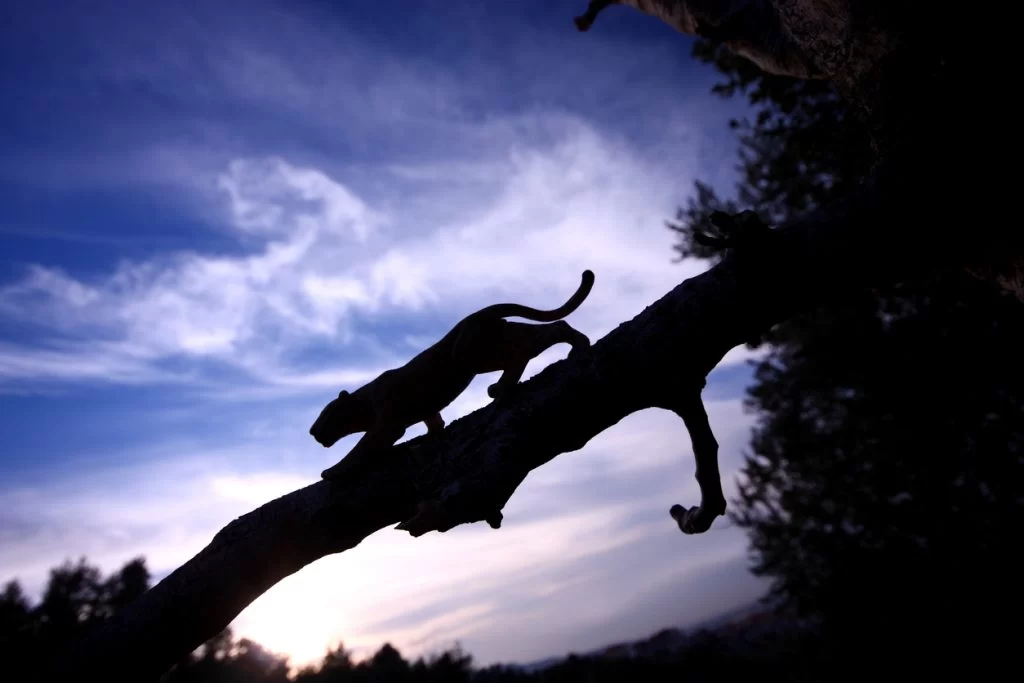 Human Activity Reshapes Wildlife Food Webs: Study