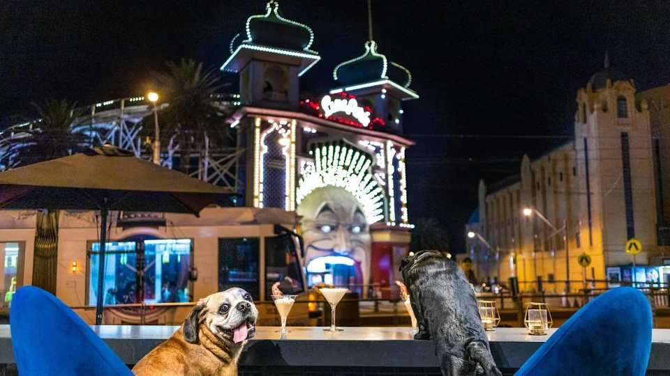 St Kilda Puppy Pub Crawl