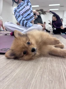 Melbourne Puppy Yoga | Yoga Paws: photo 1