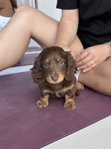Melbourne Puppy Yoga | Yoga Paws: photo 3