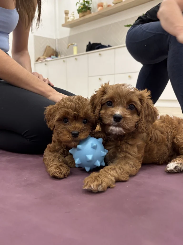 Melbourne Puppy Yoga | Yoga Paws