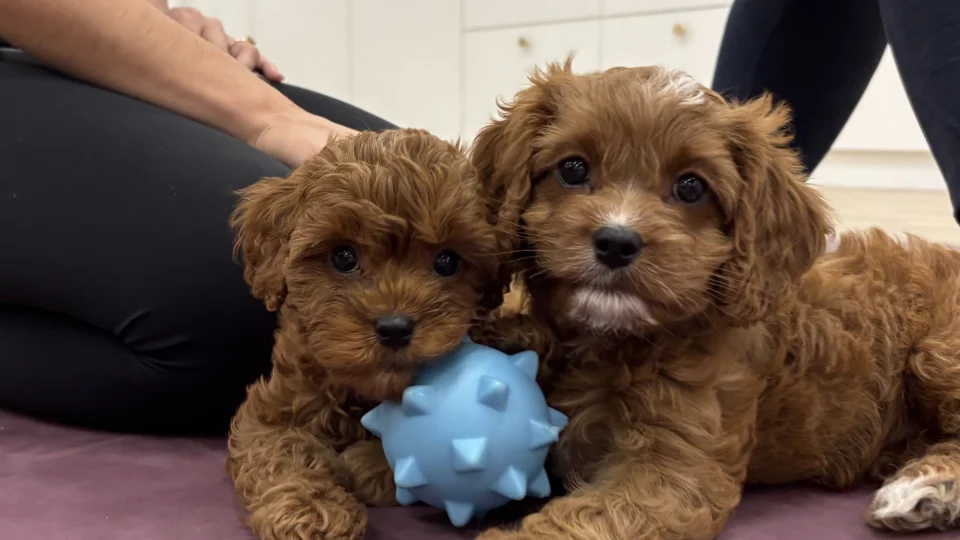 Melbourne Puppy Yoga | Yoga Paws